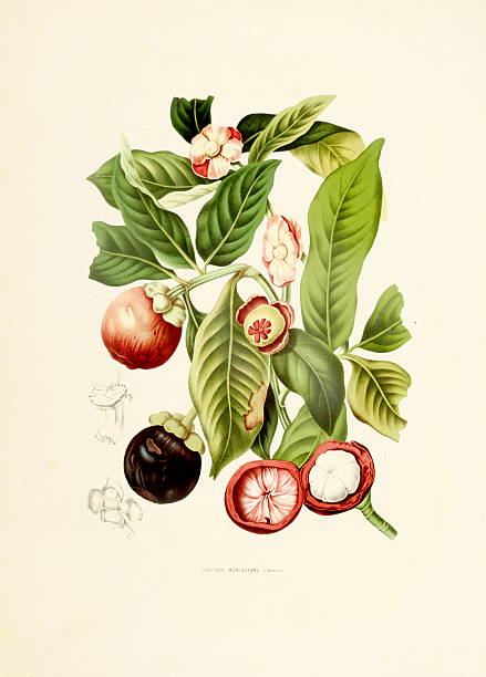 фиолетовый мангостин/античный plant иллюстрации - berthe hoola van nooten stock illustrations