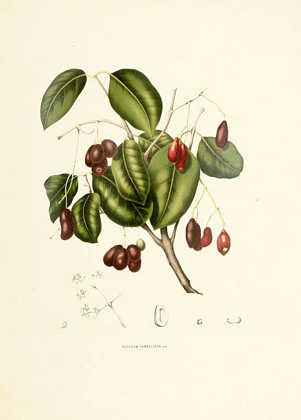 jambul/античный plant иллюстрации - berthe hoola van nooten stock illustrations