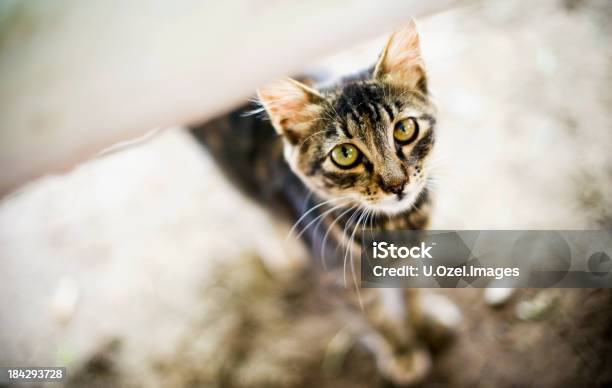 Foto de Gato Bonito Difusa e mais fotos de stock de Animal - Animal, Animal Perdido, Fotografia - Imagem