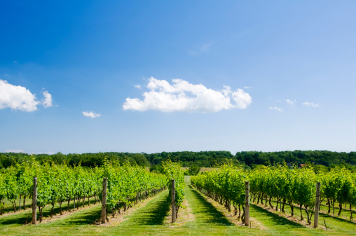 Neat, evenly spaced rows of grape vines on hillside in the Blue Ridge Mountains of Northwest Georgia. Photo taken with Nikon D750 and Nikon 200mm macro lens lens