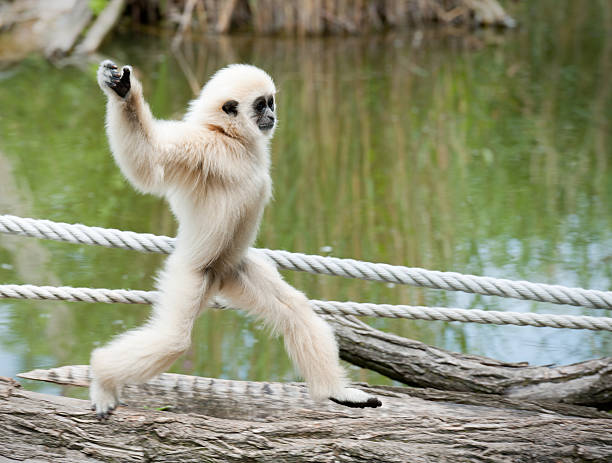 istock Young Lar Gibbon running over a Log (XXL) 184293799