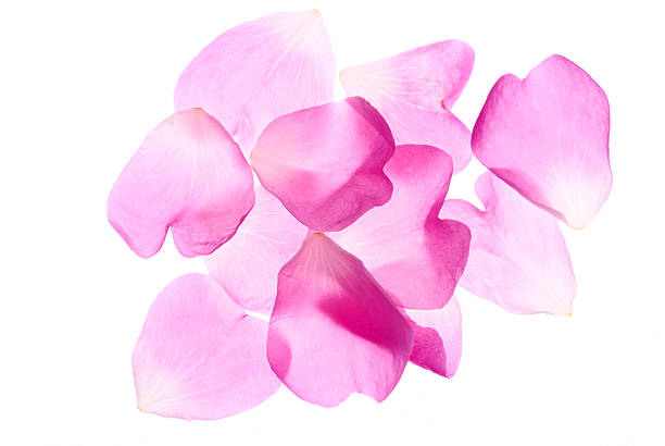 rosa pétalas de rosa - isolated on white high key saturated color horizontal - fotografias e filmes do acervo