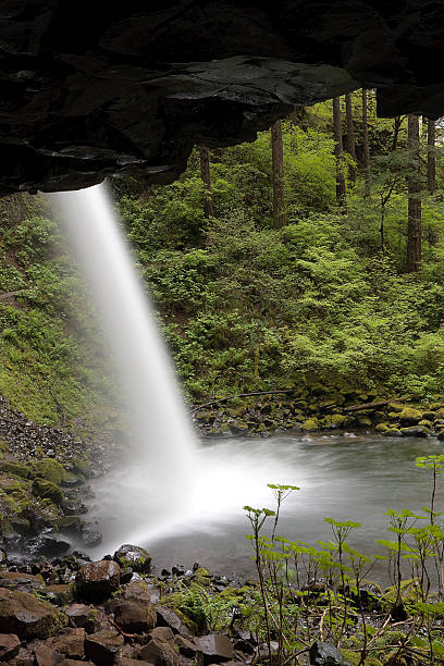 Forest Wasserfall – Foto