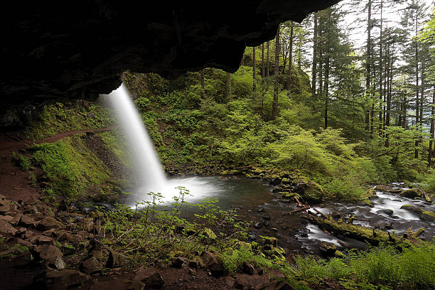 Forest Wasserfall – Foto