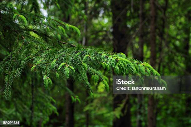 Abeto Picea Branch Foto de stock y más banco de imágenes de Bosque - Bosque, Canadá, Flora