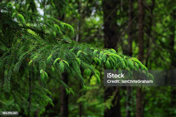 Foto de Spruce Filial e mais fotos de stock de Canadá - Canadá, Flora, Floresta