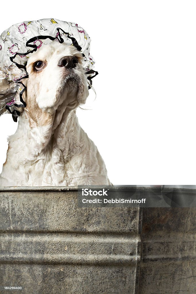 Bath Time "A close up of a cocker spaniel about to get a bath, he is sitting in an old corroded zinc bath tub, and he is wearing a shower cap to protect his ears. Isolated on white." Animal Stock Photo