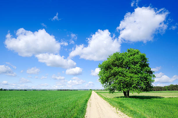 Landscape - Rural path among green fields the blue sky and white clouds