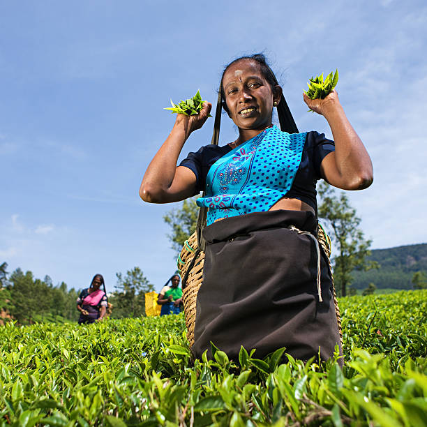 istock Tamil pickers plucking tea leaves on plantation 184294528