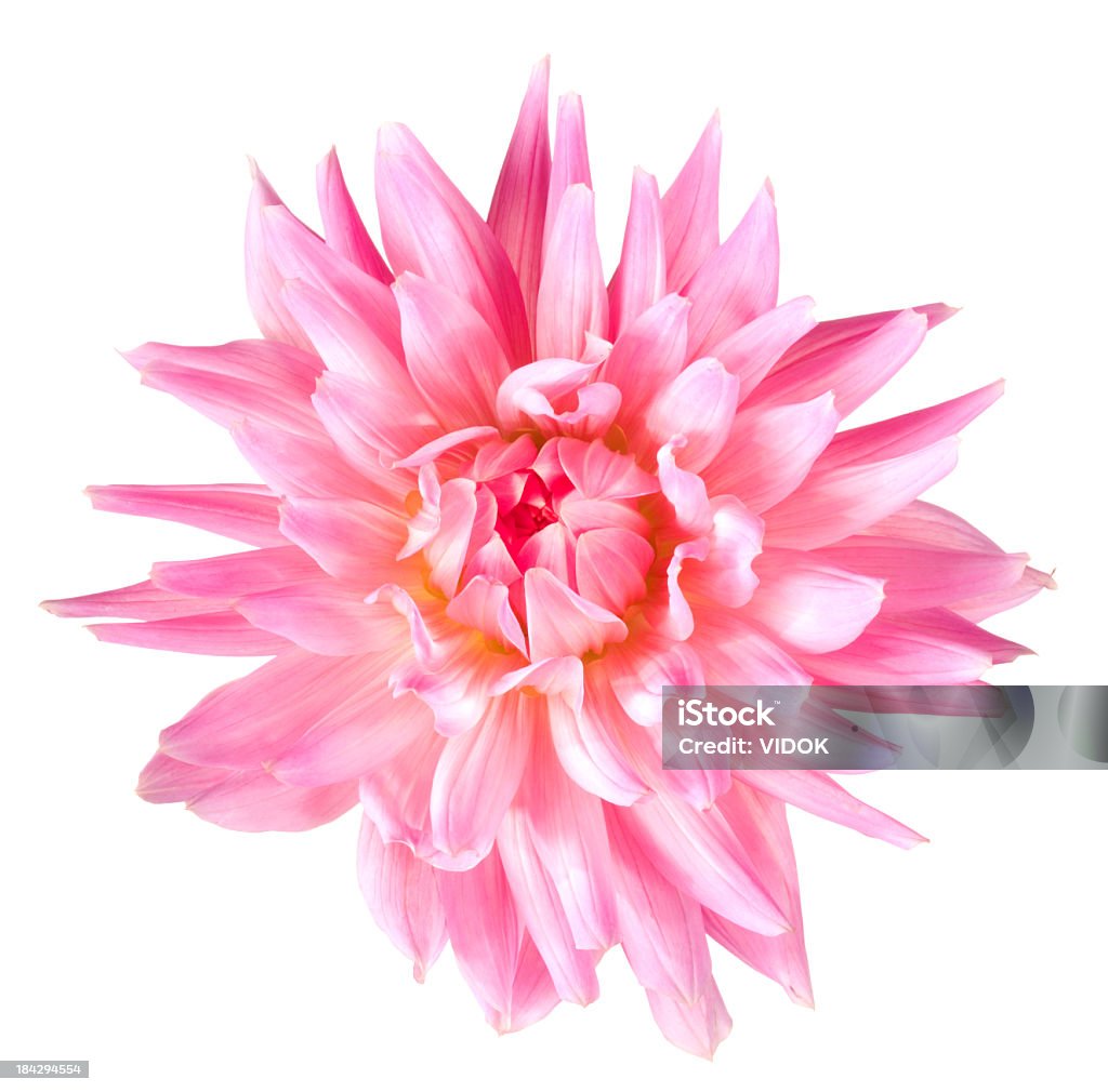 Dahlia. - Photo de Beauté de la nature libre de droits