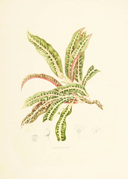 сад croton/античный plant иллюстрации - berthe hoola van nooten stock illustrations