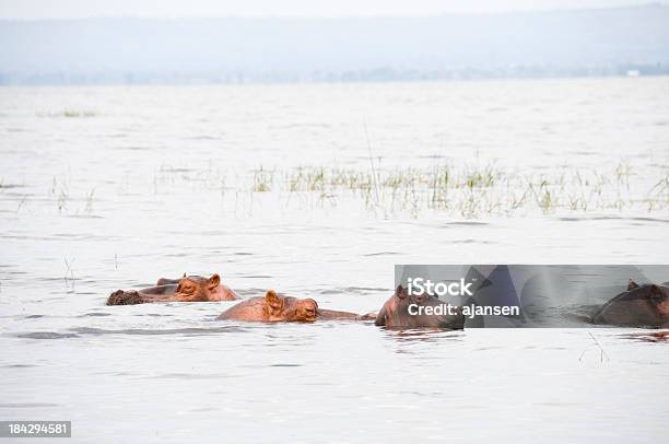 Hippos In An African Lake Stock Photo - Download Image Now - Africa, Amphibian, Animal