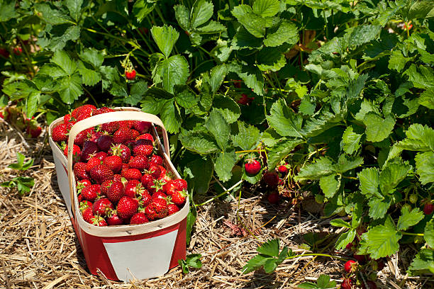 istock Strawberry Basket in Field 184294588