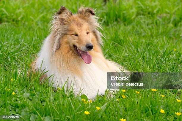 Collie Em Relva - Fotografias de stock e mais imagens de Amarelo - Amarelo, Animal, Animal de Estimação