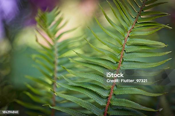 Farne In Tageslicht Stockfoto und mehr Bilder von Oregon - US-Bundesstaat - Oregon - US-Bundesstaat, Baum, Blatt - Pflanzenbestandteile