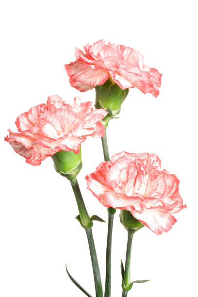 carnations. - caryophyllaceae fotografías e imágenes de stock