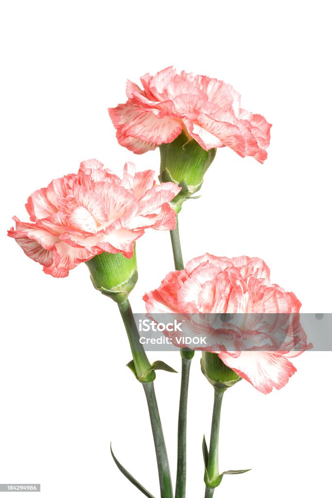 Carnations. Flowers on white background. Carnation - Flower Stock Photo
