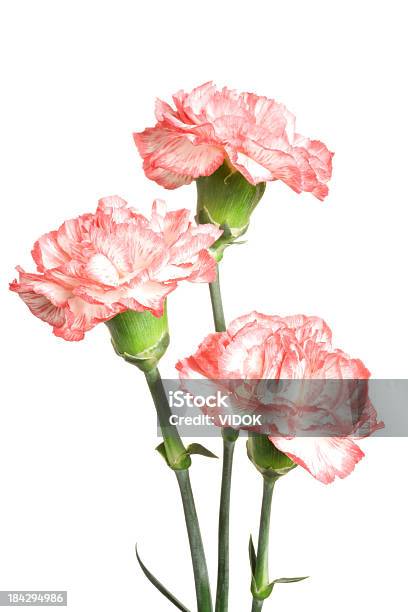 Carnations Stock Photo - Download Image Now - Carnation - Flower, Cut Out, Flower