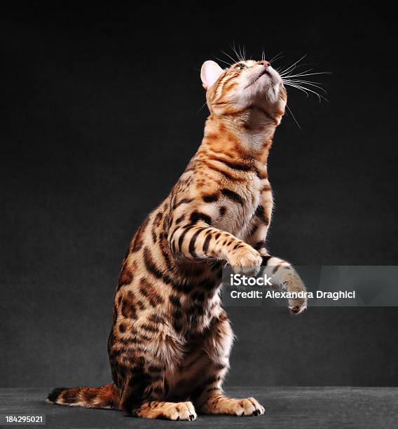 ベンガル猫に立っている 2 つのレッグライン - カラー画像のストックフォトや画像を多数ご用意 - カラー画像, スタジオ撮影, ネコ科