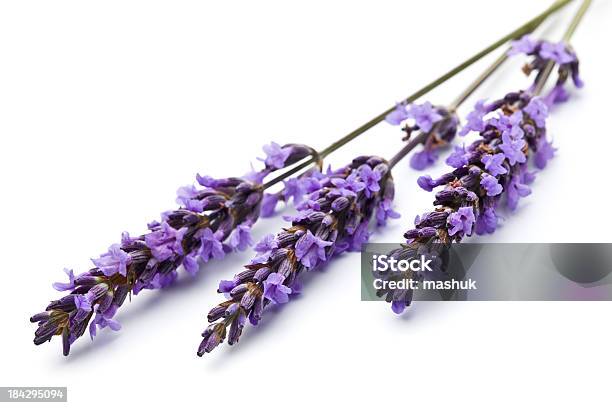 Lavendel Stockfoto und mehr Bilder von Seifenstück - Seifenstück, Duftend, Lavendel