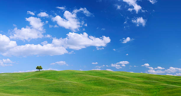 istock Landscape - Lonely tree on green field 184295108