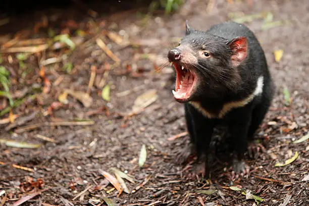 Tasmanian devil showing its teeth