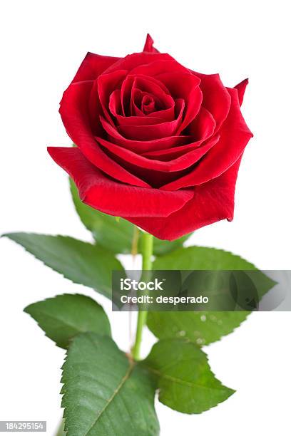 Foto de Rosa Vermelha Em Pé e mais fotos de stock de Figura para recortar -  Figura para recortar, Flor, Foto de estúdio - iStock