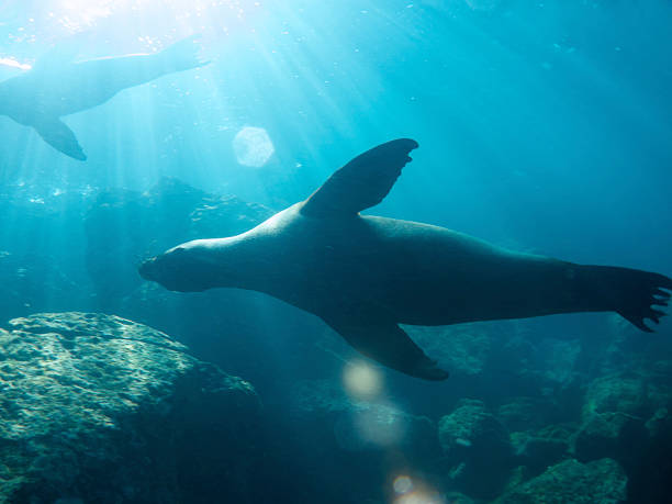 istock Pair of Sealions Glide Along Underwater Sunbeams 184295187