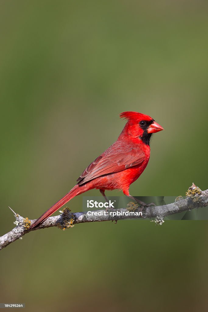 Cardinal Male cardinal perched on branch Northern Cardinal Stock Photo