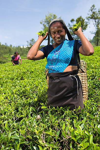 istock Tamil pickers plucking tea leaves on plantation 184295430