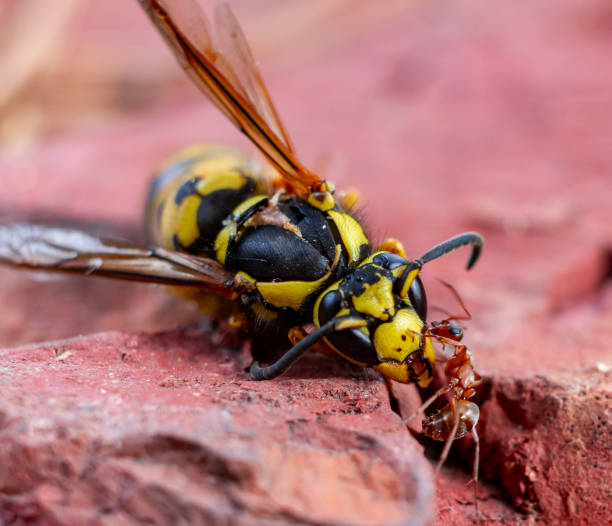 An ant work at chewing off the mandible of a dead wasp. stock photo