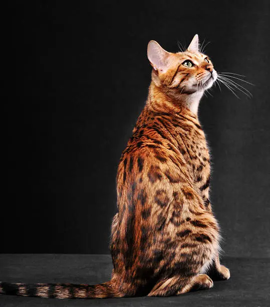 Golden bengal cat sitting and looking at camera. Classic cat pose. Studio shot on black background