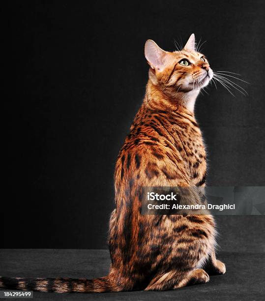 Foto de Gato Bengala Estar e mais fotos de stock de Gato Bengala - Gato Bengala, Gato doméstico, Foto de estúdio