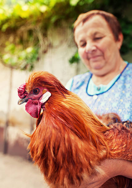 istock Woman and her cock 184295501