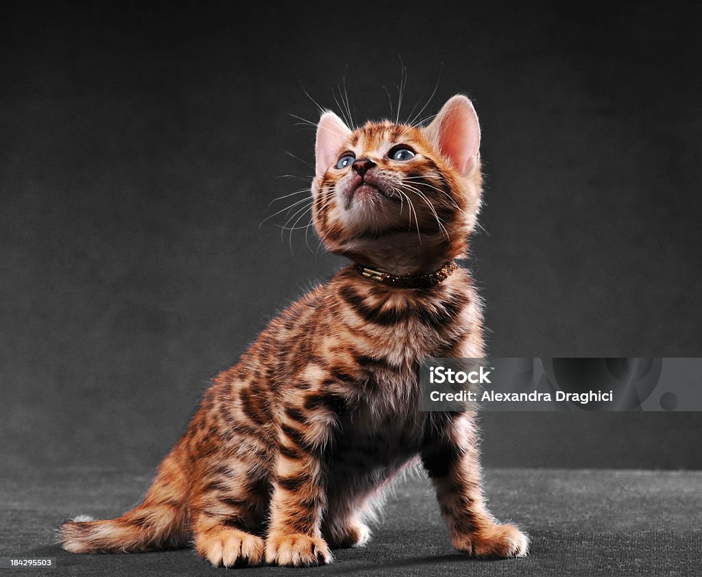 Bengale et Chaton - Photo de Agilité libre de droits