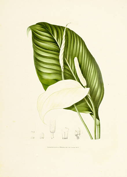 спатифиллюм уоллиса/античный plant иллюстрации - berthe hoola van nooten stock illustrations