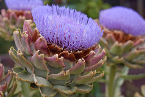 A beautiful artichoke flower in full bloom showing purple thistle.