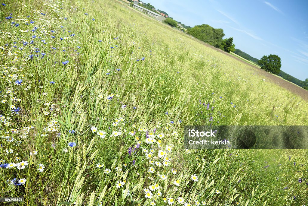 marguerites and cornflower in summer Agricultural Field Stock Photo