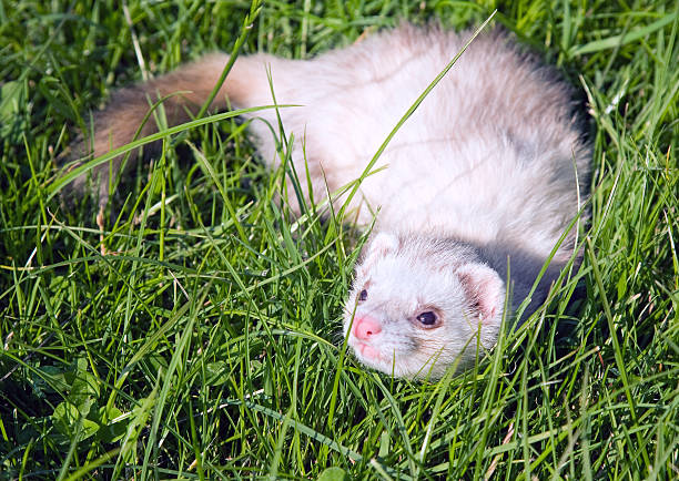 istock Cute ferret enjoying the green meadow 184296189