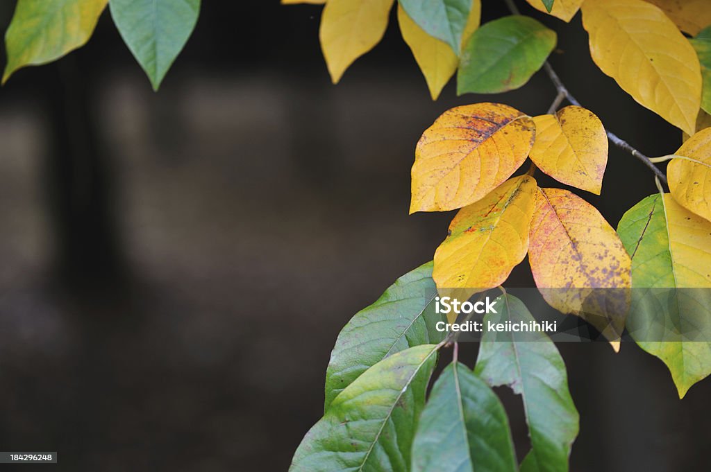 Осенние листья - Стоковые фото Абстрактный роялти-фри
