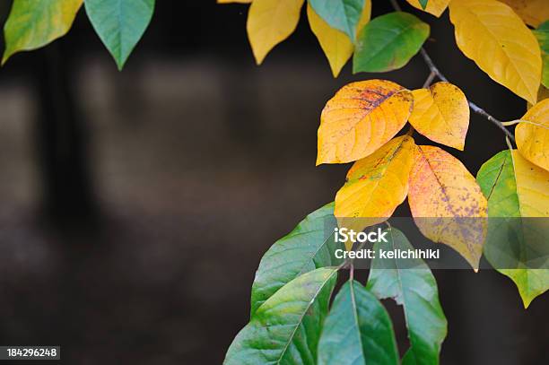 Осенние Листья — стоковые фотографии и другие картинки Абстрактный - Абстрактный, Австралия - Австралазия, Без людей