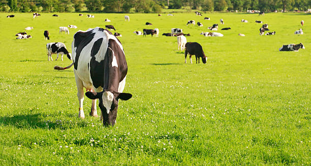 Grazing Cows Dairy cattle grazing in a summer meadow. graze stock pictures, royalty-free photos & images