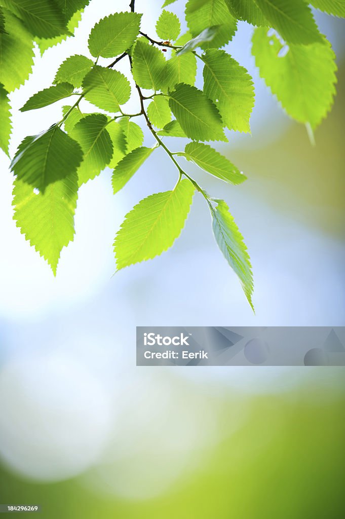 신선한 녹색 잎 - 로열티 프리 느릅 나무 스톡 사진