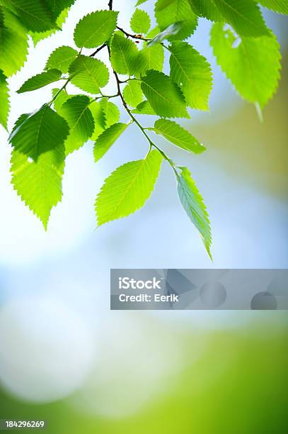 신선한 녹색 잎 느릅 나무에 대한 스톡 사진 및 기타 이미지 - 느릅 나무, 녹색, 잎