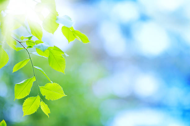 istock Fresh and green leaves 184296270
