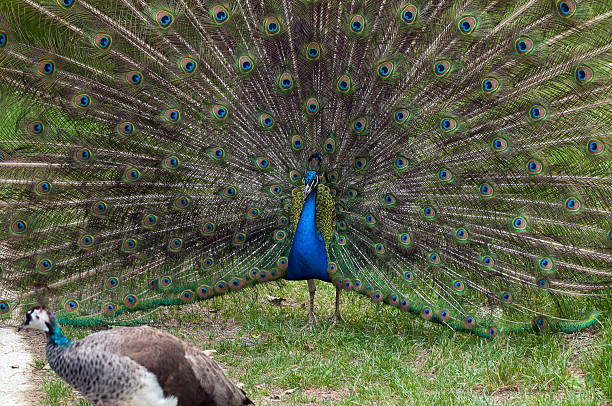 istock Couple of peacocks 184296493