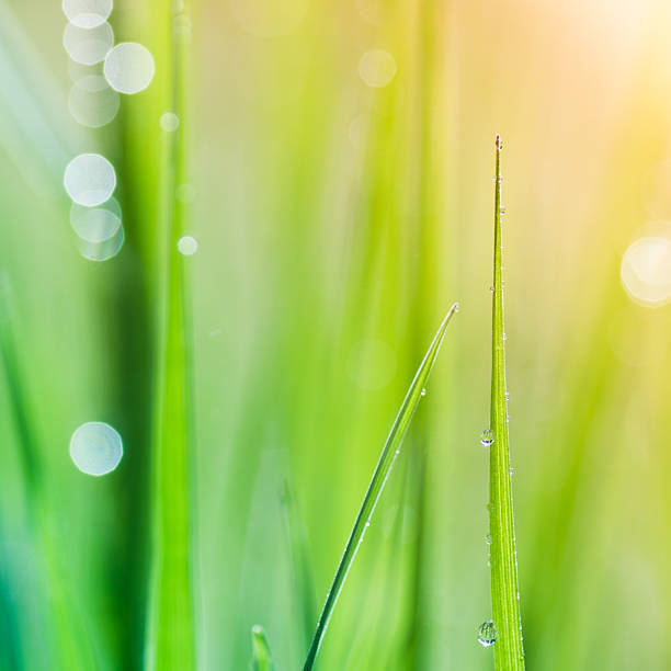 istock Morning dew on blades of grass. 184296530