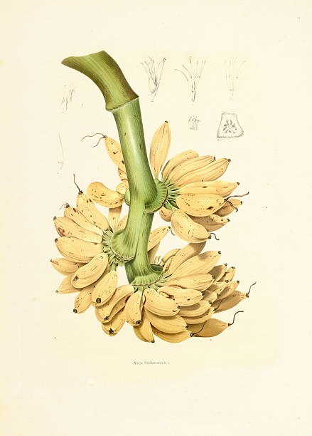 банановый/античный plant иллюстрации - berthe hoola van nooten stock illustrations