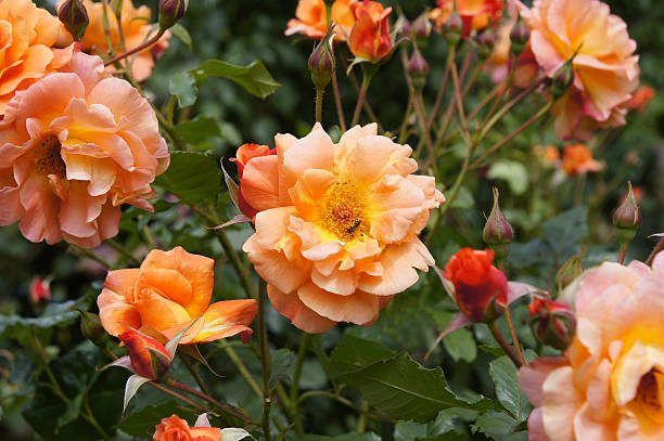 istock Rose flowers Westerland 184296571