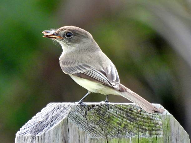 istock Eastern Phoebe (Sayornis phoebe)- perched on a wood post eating an insect 1842967538